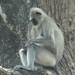 8C Ooty--Mysore, via nationaal park _DSC00478