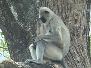 8C Ooty--Mysore, via nationaal park _DSC00478