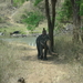 8C Ooty--Mysore, via nationaal park _DSC00480