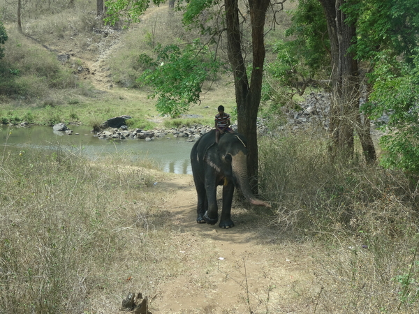 8C Ooty--Mysore, via nationaal park _DSC00480