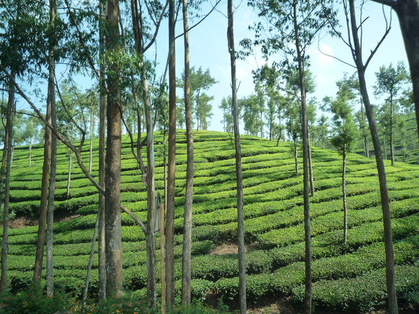 5B Thekkady--Kumarakom, Theeplantages _P1220925