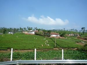 5B Thekkady--Kumarakom, Theeplantages _P1220928