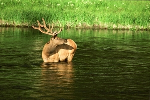 Dia_00016.Wapiti.Yellowstone NP