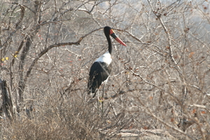 Zadelbek ooievaar  Ruaha NP Tanzania