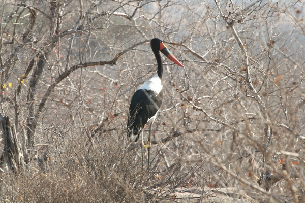 Zadelbek ooievaar  Ruaha NP Tanzania