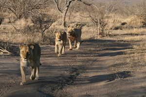 Lions  Mahlabetsi Game Resort South Africa