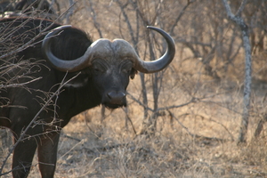 African buffalo  Molhabetsi Game Resort South Africa