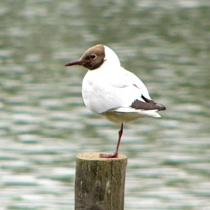 Kokmeeuw 01