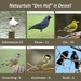 Vogelteldag 01