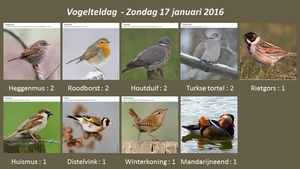 Vogelteldag 02