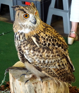 Petsotic2016-Expohallen-11-9-2016