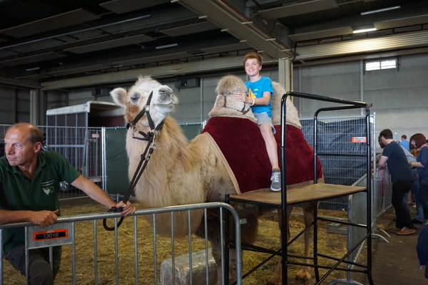 Petsotic2016-Expohallen-11-9-2016