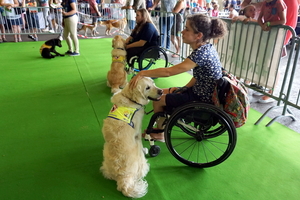 Petsotic2016-Expohallen-11-9-2016