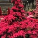 FLor 1