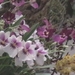 Flor 12