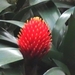 Flor 17