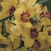 Flor 21