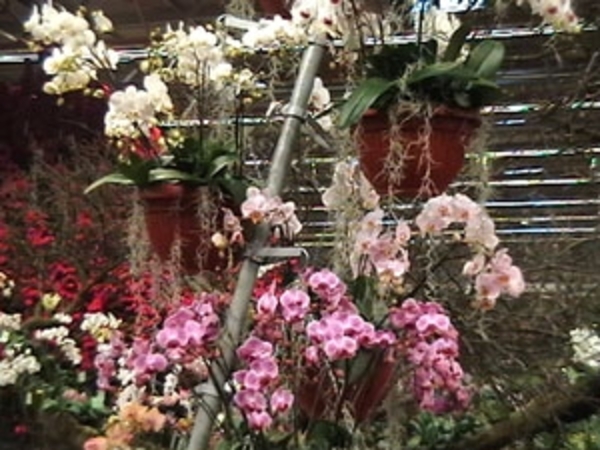 Flor 43
