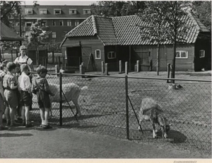 1956 Zuiderpark, kinderboerderij.