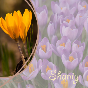 Shanty project 25.2