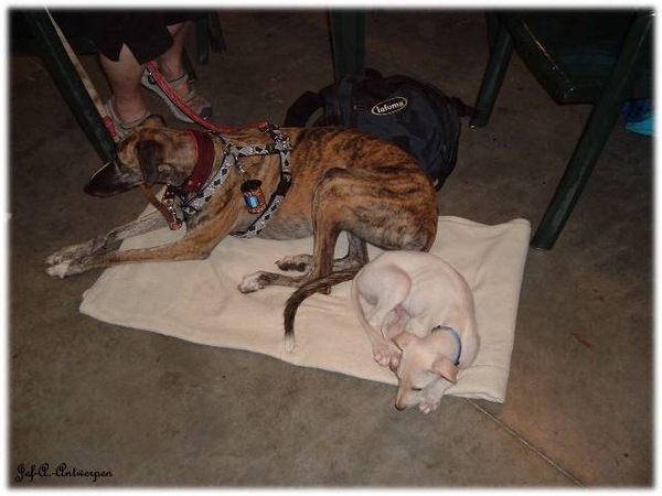 Antwerpen, Jef-A., Galgos