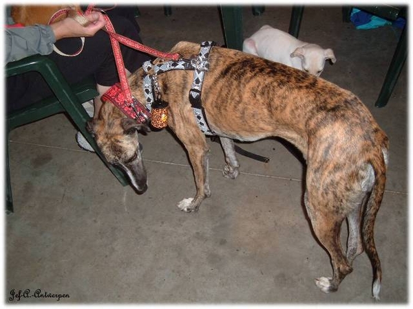 Antwerpen, Jef-A., Galgos