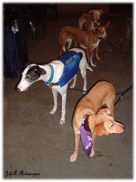 Antwerpen, Jef-A., Galgos