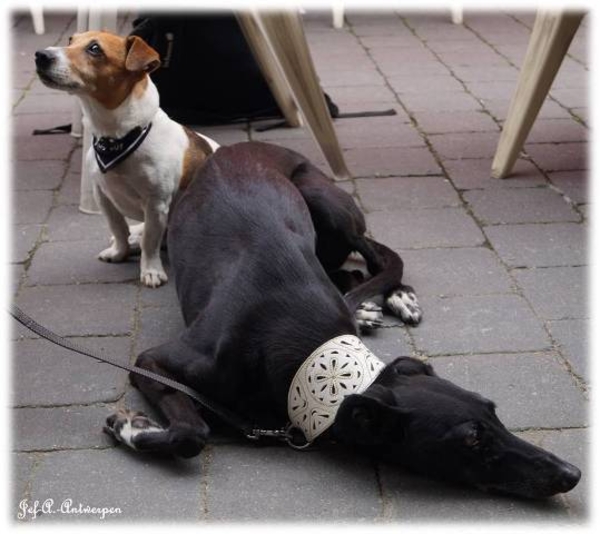 Jef-A., Bazel, Galgo, Jack-Russell