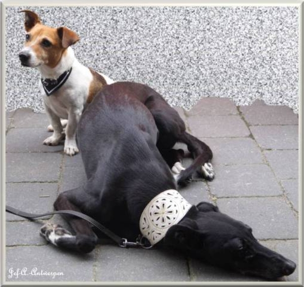 Jef-A., Bazel, Galgo, Jack-Russell