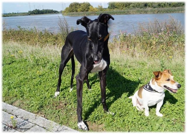 Jef-A., Schelle, Galgo, Jack-Russell