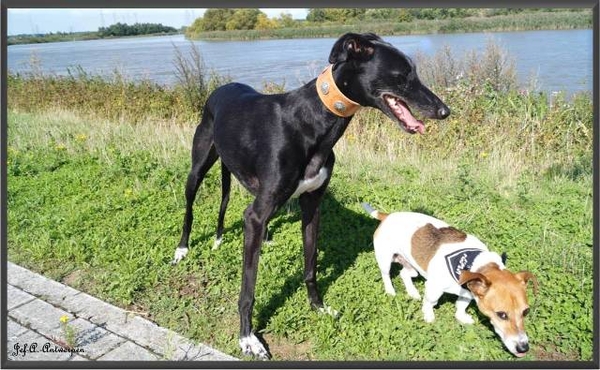 Jef-A., Schelle, Galgo, Jack-Russell