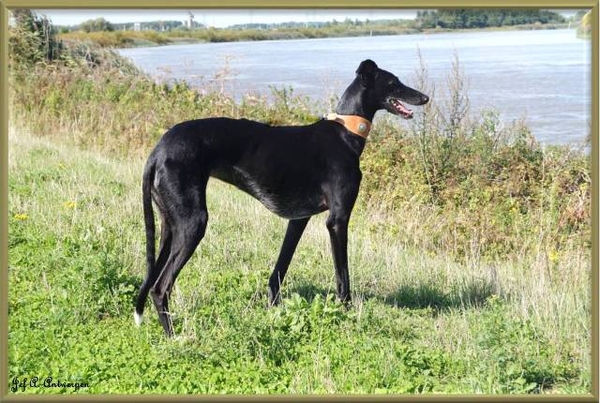 Jef-A., Schelle, Galgo,