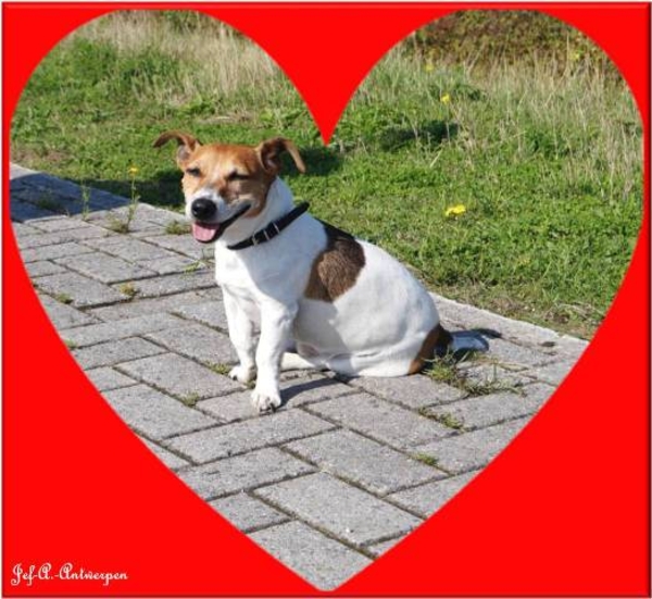 Jef-A., Schelle, Jack-Russell