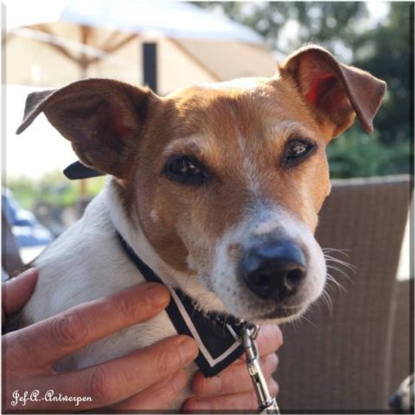 Jef-A., Schelle, Jack-Russell