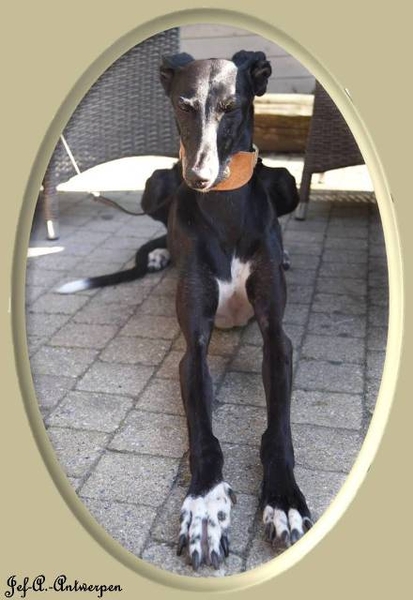 Jef-A., Schelle, Galgo,