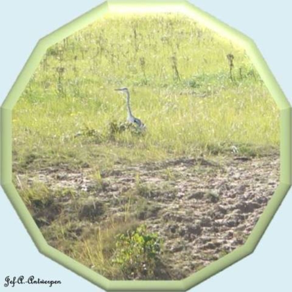 Jef-A., Schelle, Reiger,