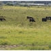 Runderen en Paarden op het eiland tussen Rupel en Zeekanaal.