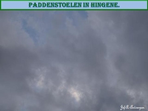 Paddenstoelen in Hingene.