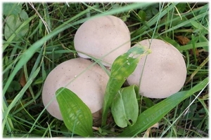 Paddenstoelen in Hingene.