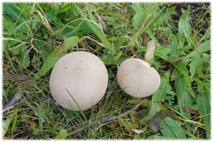 Paddenstoelen in Hingene.