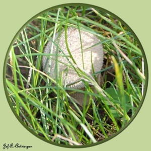 Paddenstoelen in Hingene.