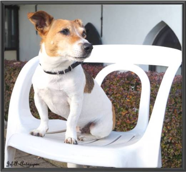 Boy op terras in Schelle.