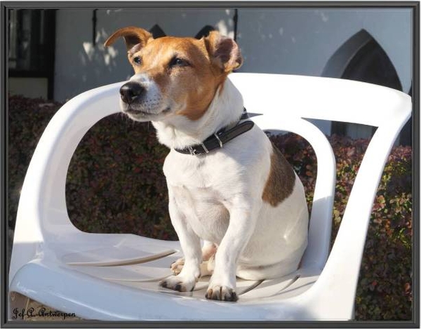 Boy op terras in Schelle.