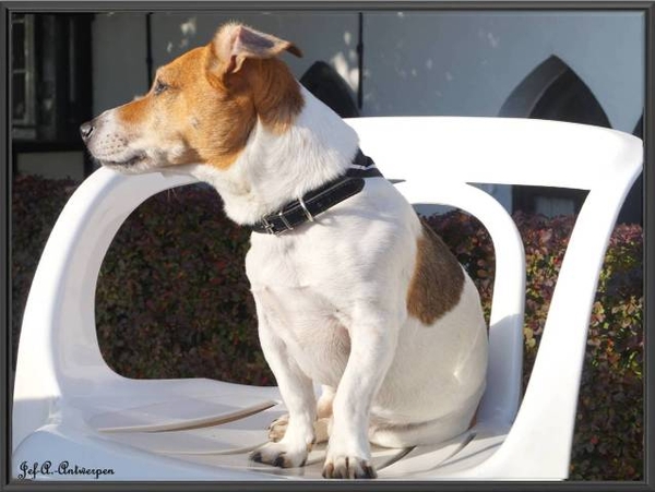 Boy op terras in Schelle.