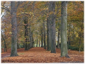 Herfst in 't Middelheimpark.