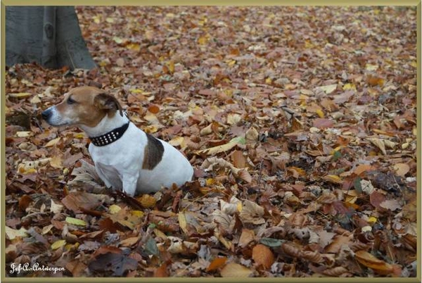 Antwerpen, Jef-A., Middelheimpark, Jack-Russell