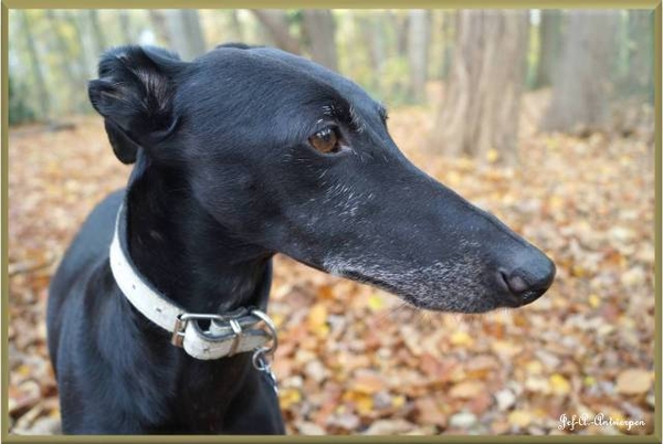 Middelheimpark Shadow.