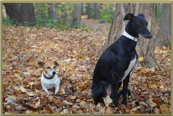 Antwerpen, Jef-A., Middelheimpark, Jack-Russell, Galgo