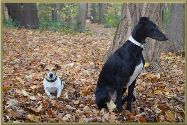 Antwerpen, Jef-A., Middelheimpark, Jack-Russell, Galgo