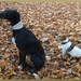 Middelheimpark Shadow & Boy.